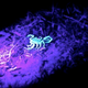 Illustration for article titled Why does the Moon make scorpions glow in the dark?